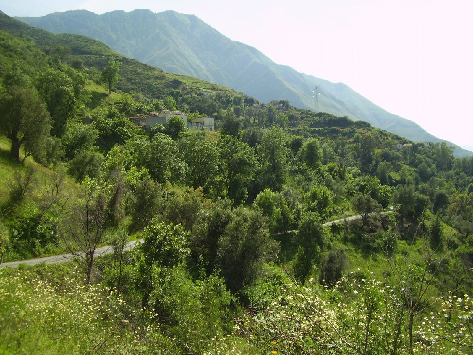 MONTAGNE DE SOUK EL TENINE